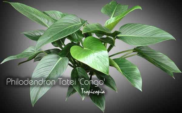 Philodendron - Philodendron Tatei Congo -  - 
